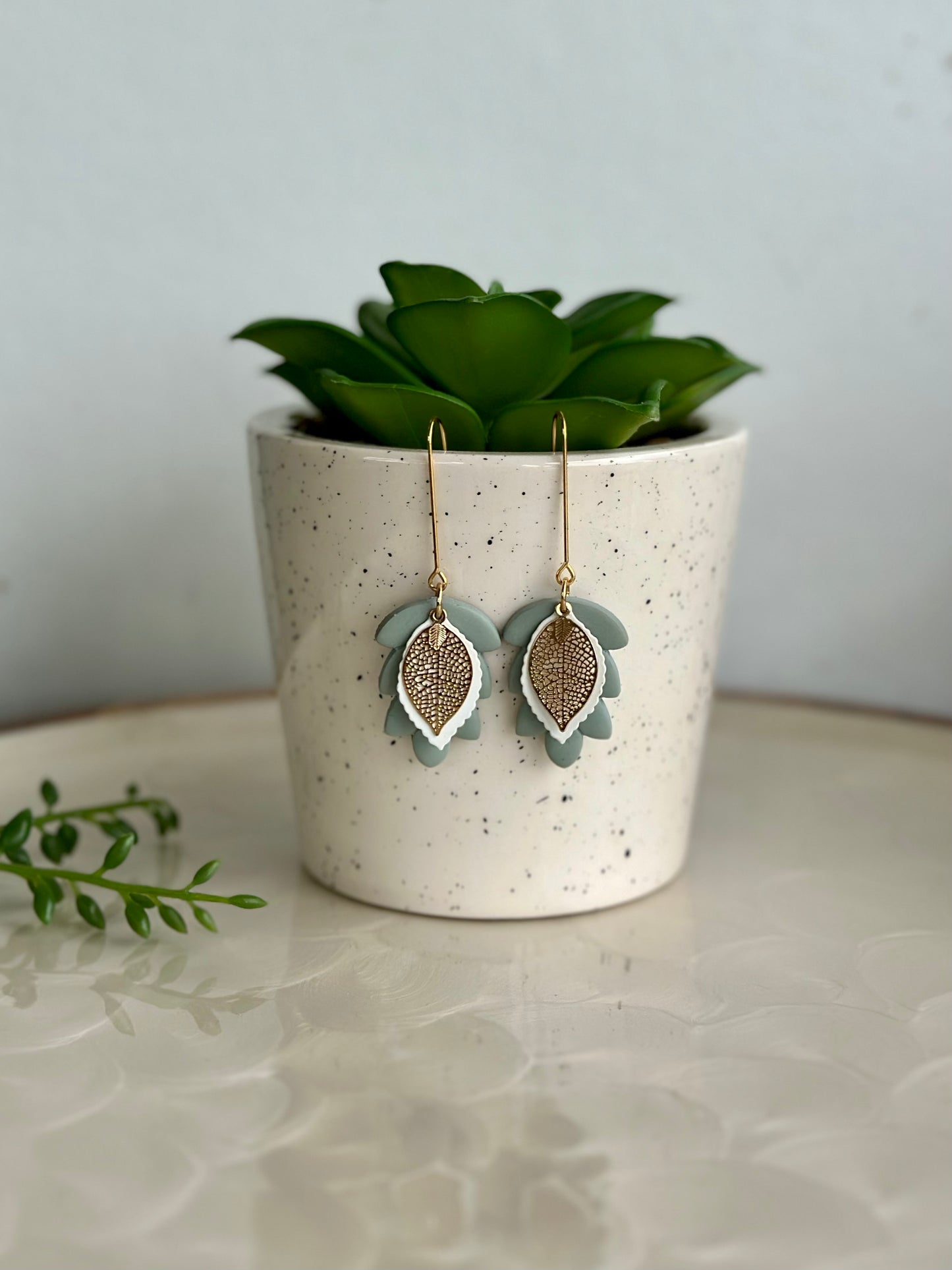 Donkey Tail | Sage Succulent